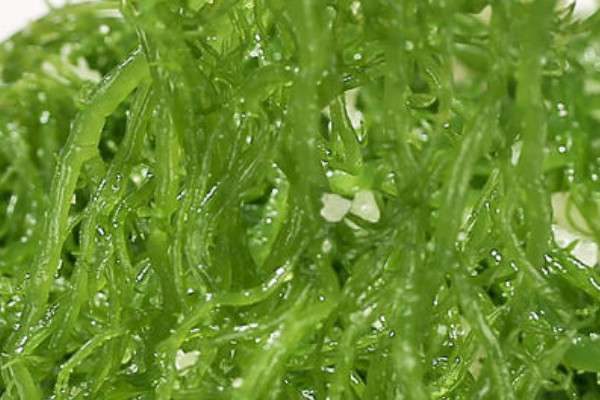 龙须菜是什么样子的