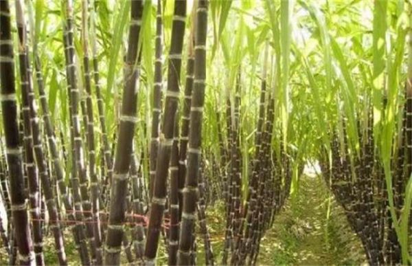 甘蔗烂心是什么病