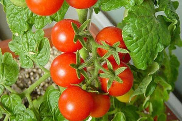 盆种番茄的方法