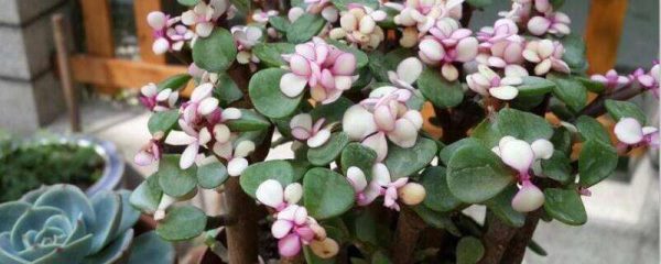 太阳花能嫁接在金枝玉叶上吗