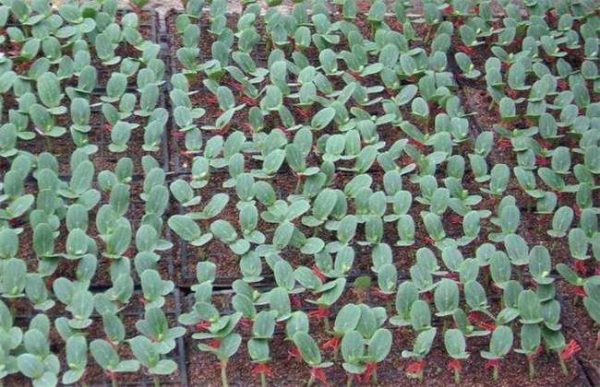 嫁接苗死秧是什么原因？