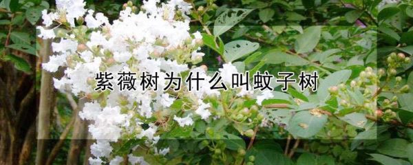 紫薇树为什么叫蚊子树