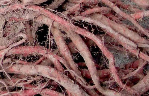 种植丹参的成本投资及经济效益