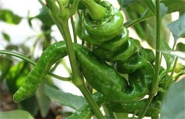 辣椒畸形该怎么办？