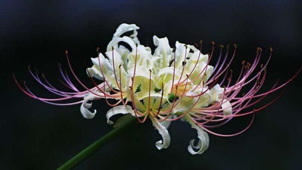 石蒜是不是曼珠沙华