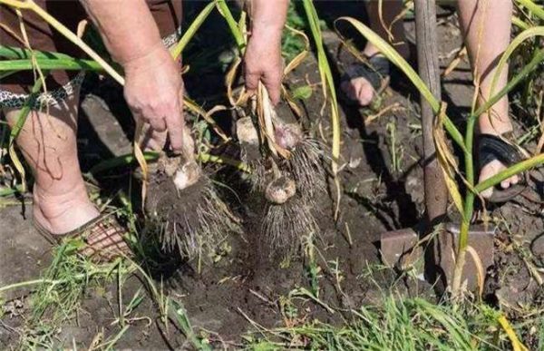 大蒜采收时的注意事项