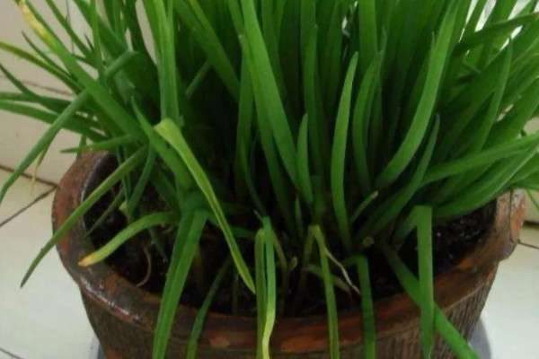 冬季大葱室内盆栽的方法