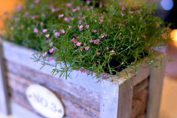 满天星送什么人好