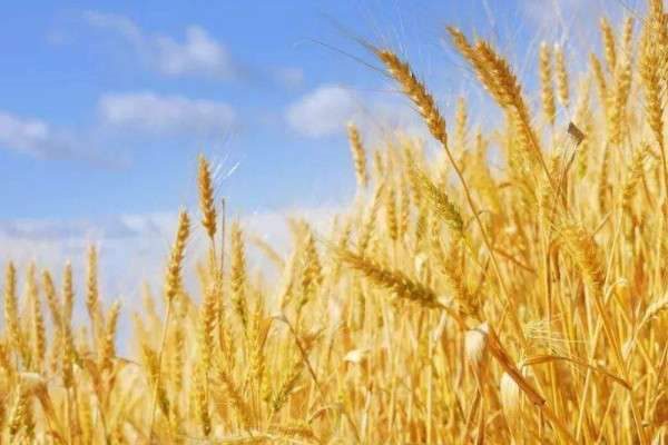 小麦的品种有哪些？