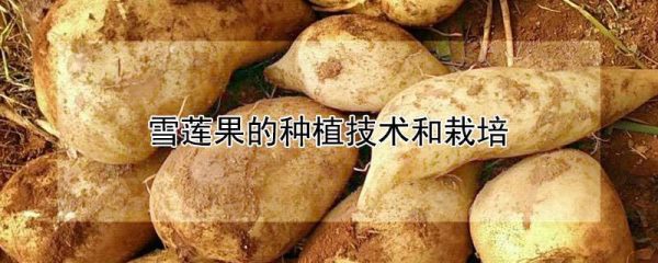 雪莲果的种植技术和栽培