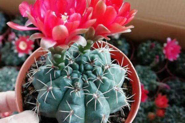 绯花玉干瘪萎缩怎么办