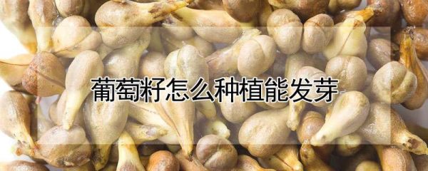 葡萄籽怎么种植能发芽