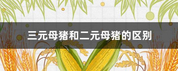 三元母猪和二元母猪的区别？