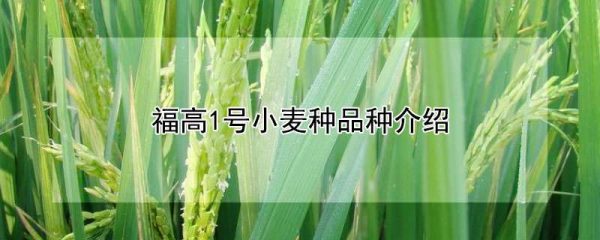 福高1号小麦种品种介绍