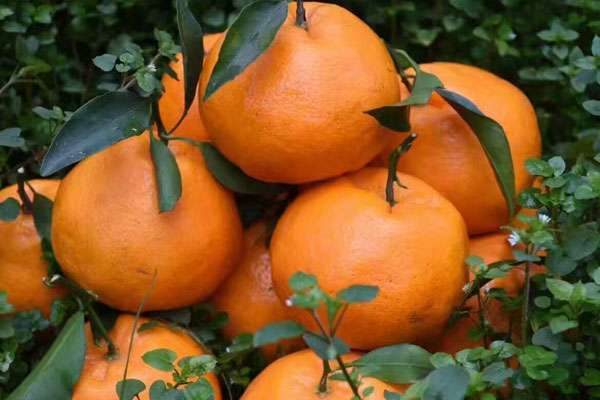 粑粑柑产地在哪里