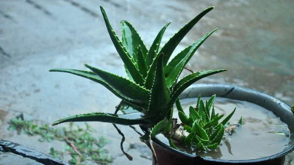 芦荟会不会开花