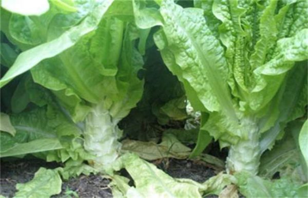 莴笋抽薹是什么原因？