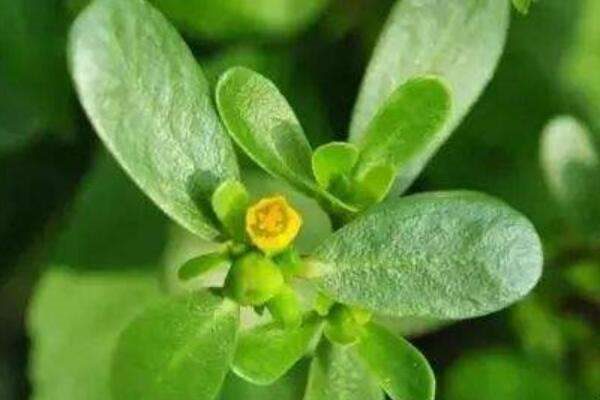 马思涵野菜有什么功效