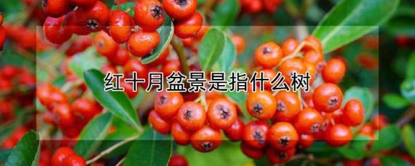 红十月盆景是指什么树