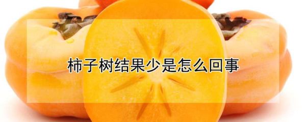 柿子树结果少是怎么回事