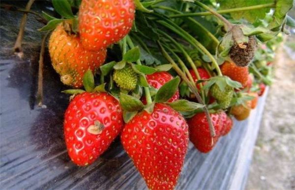 草莓如何防冻越冬