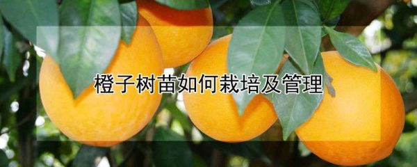 橙子树苗如何栽培及管理