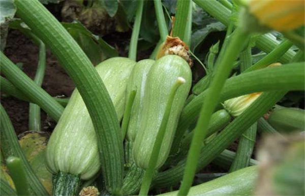 西葫芦徒长该怎么办？
