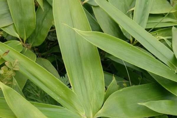 粽子叶是竹叶吗