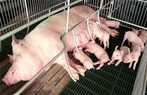 影响母猪产仔率的因素