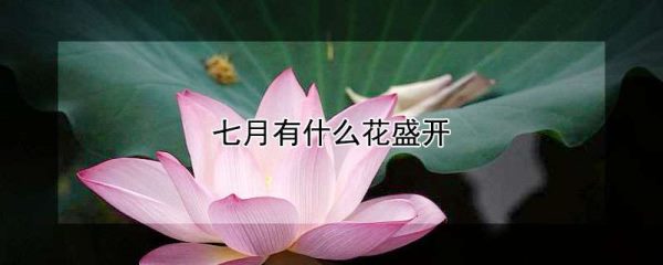 七月有什么花盛开