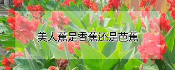 美人蕉是香蕉还是芭蕉