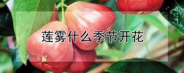 莲雾什么季节开花