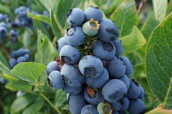 蓝莓有核吗