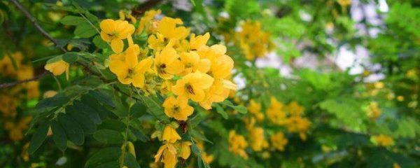 黄槐决明与黄槐的区别