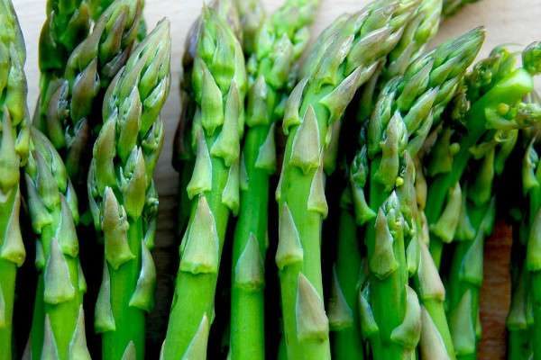 芦笋种子怎么催芽