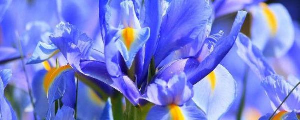 鸾尾花和鸢尾花一样吗