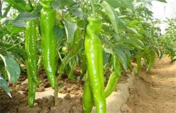 辣椒如何管理能高产