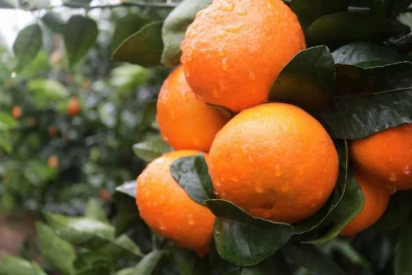 沃柑和沙糖桔区别