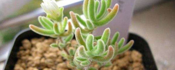 枝干番杏和碧光环的区别