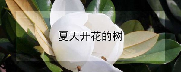 夏天开花的树