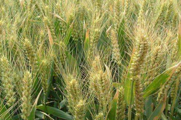 干旱地区适合种植什么？