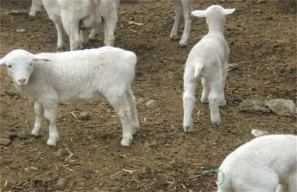 羔羊为什么要断尾