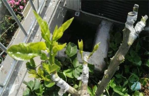 柚树嫁接后该怎么管理