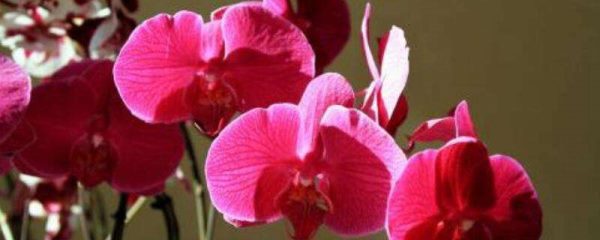 送蝴蝶兰代表什么意思