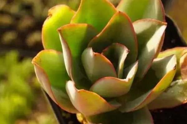 多肉长气根怎么办