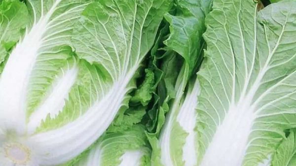 什么蔬菜冬天冻不死