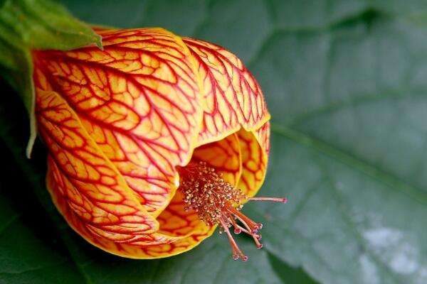 悬铃花如何扦插