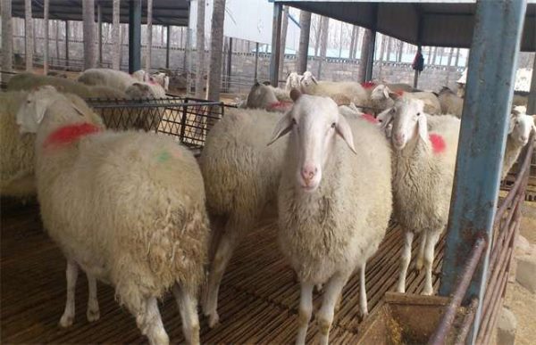 养10只母羊一年的利润