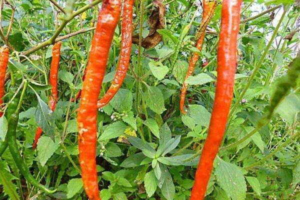 辣椒水对植物有伤害吗