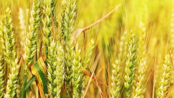 小麦长什么样子的